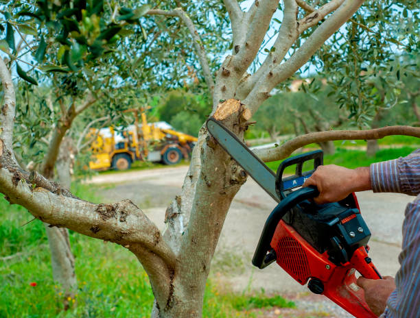 Large Tree Removal in Levittown, PA